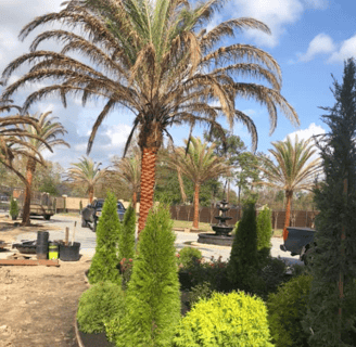 Tropical Gardens Nursery