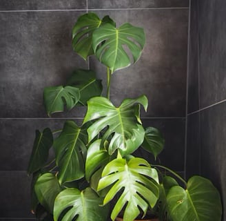 Plantes vertes pour la touche zen de la salle de bain