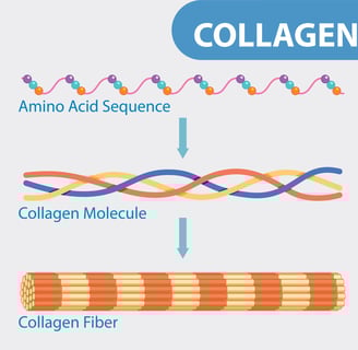 how collagen fibers are made