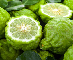 bergamot essential oil