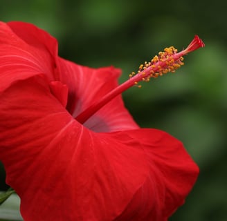 hibiscus flower