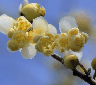 litsea cubeba essential oil