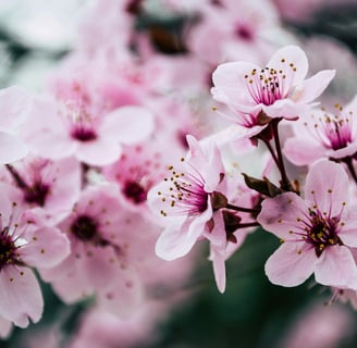 cherry blossom extract