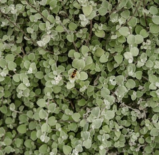 comfrey leaves