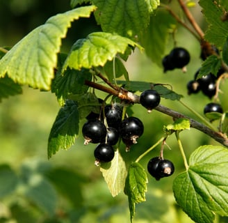 black currant bud absolute