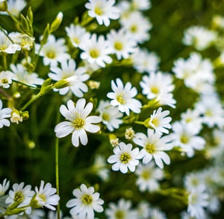 chickweed