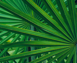 saw palmetto