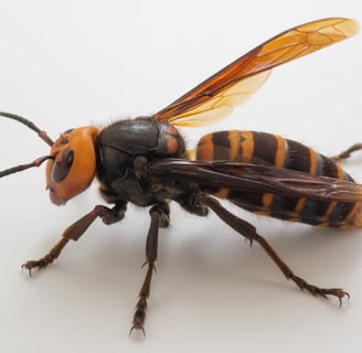 Hornet