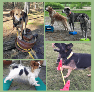 BODENARBEIT mit Hund: Borkheide und Umgebung, Potsdam, Berlin, Werder, Michendorf, Brandenburg