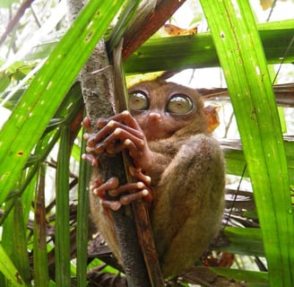Corella, Bohol