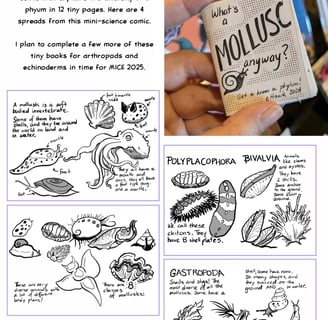 "What are Molluscs Anyway?" Mini zine