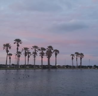 morocco casablanca a body of water with palm trees in the background