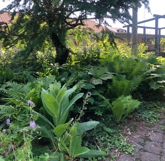 A shady and green spot in the garden