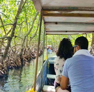 Mangrove Channels