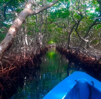 Roatan Mangrove Channels