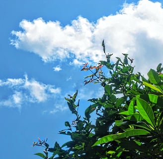 Green leaf  combined with blue cloud