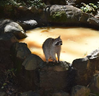 zoo voyage france guadeloupe