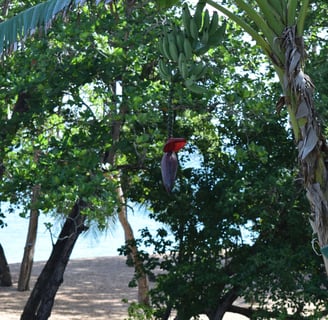 les amandiers voyage france guadeloupe
