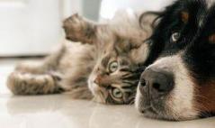 animaux-chien-chat
