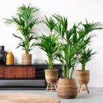 surveillance-logement-arrosage-plante