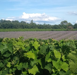 vignes et lavandin