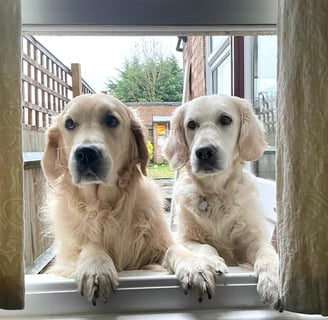 Ziggy & Millie