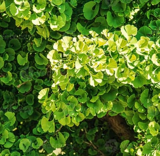Ginkgo Biloba: O que é, como tomar e para que serve