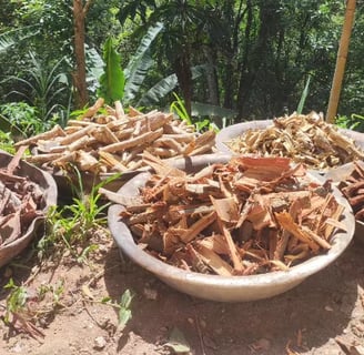 Marapuama em Pó: O Que É, Para Que Serve, Benefícios