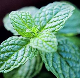 Menta: Para Que Serve, Benefícios, Vitaminas e Como Usar no Dia a Dia