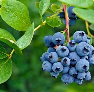 Mirtilo (Blueberry): A Superfruta Antioxidante que Transforma a Sua Saúde