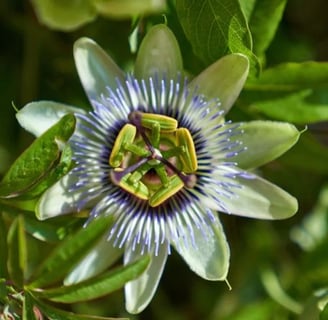 Suplemento de Passiflora: O Aliado Natural Para o Sono, Ansiedade e Qualidade de Vida