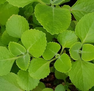 Hortelã: Benefícios, Vitaminas e Por Que Incluir Essa Planta Poderosa na Sua Alimentação