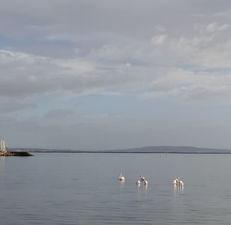 Flamingos on Etang du Thau