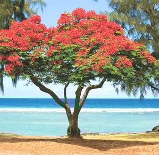 arbre flamboyant