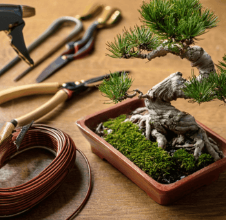 bonsai tree and bonsai tools