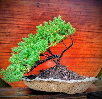 1 Juniper bonsai tree in front of wood grain