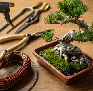 bonsai tools on table top