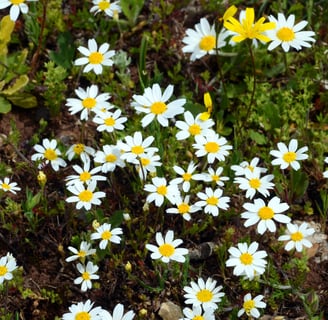 Blackfoot daisy in a garden for Spring Texas landscaping.