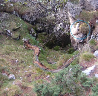 Cavall del comte Arnau