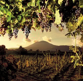 Vista panoramica dei vigneti della Cantina Sorrentino con il Vesuvio sullo sfondo
