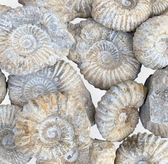 Agadir Ammonites from Morocco