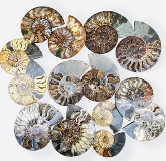 Madagascan Clioceras Ammonites Split Pairs