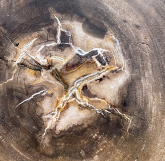 Detail of a slice of petrified wood