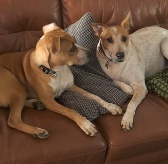 Dogs