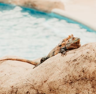 iguana in costa rica