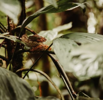 Sky Adventures - Family Adventure in Costa Rica
