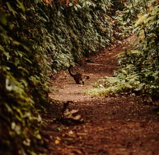 Sky Adventures - Family Adventure in Costa Rica