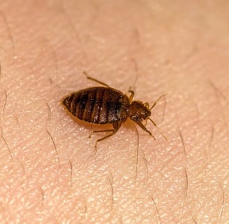 a bed bug crawls on a man's arm