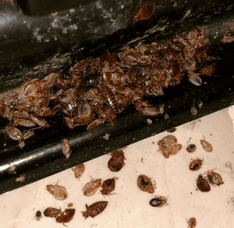 biting bed bugs hide in the corner of a bed frame