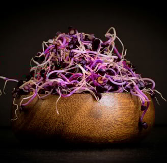 graines germées et micro pousses dans la Raw food